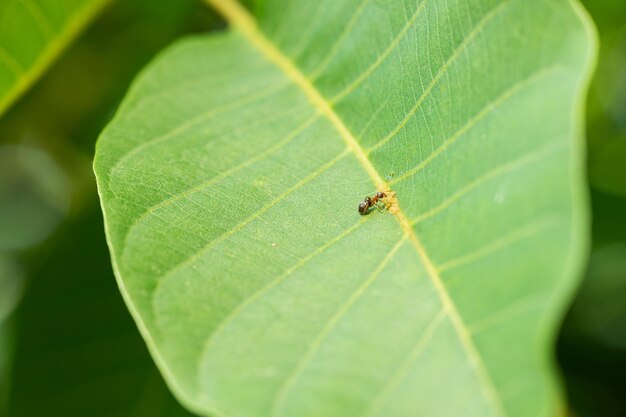 Foto pequeña hormiga sentada en la hoja verde