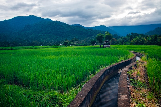 Pequena irrigação na vila de Lamsujen, Aceh Besar