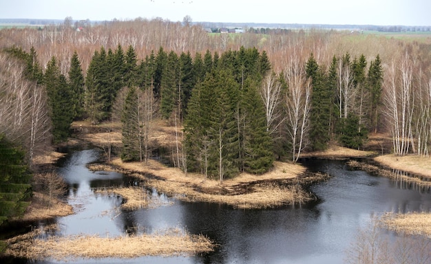 Una pequeña isla en medio de un bosque con un bosque al fondo.