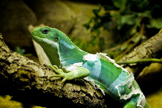 Pequeña lagartija descansando en un árbol pequeño