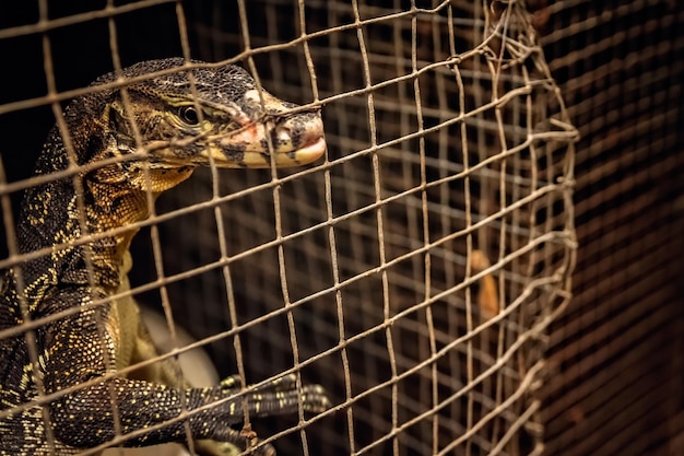 Pequeña lagartija en una jaula a la venta