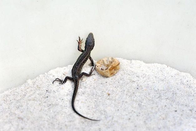 Pequeña lagartija recién nacida del huevo