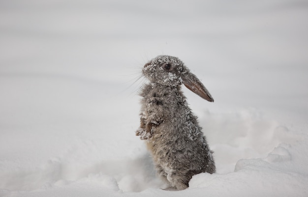 pequena lebre cinzenta fofa na neve