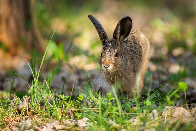 Pequena lebre marrom pulando na grama na natureza da primavera