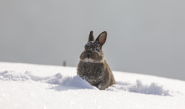 pequena lebre marrom selvagem na neve