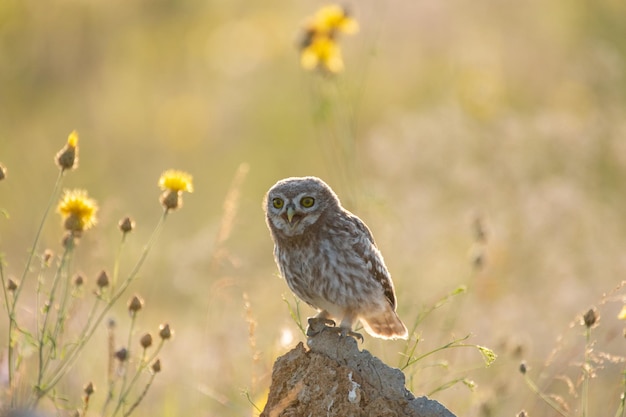 La pequeña lechuza Athena Noctua se alza sobre una roca a la luz del sol