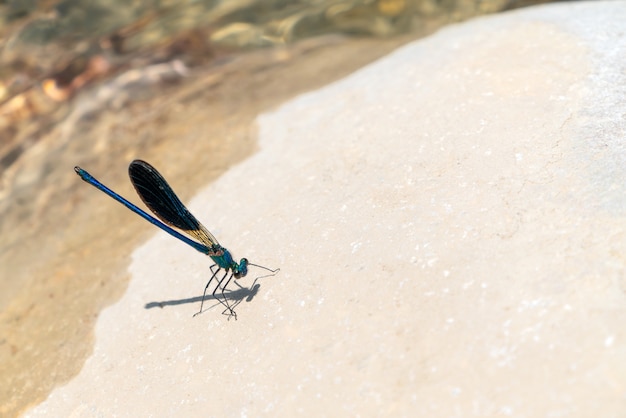 Pequeña libélula azul sobre una piedra