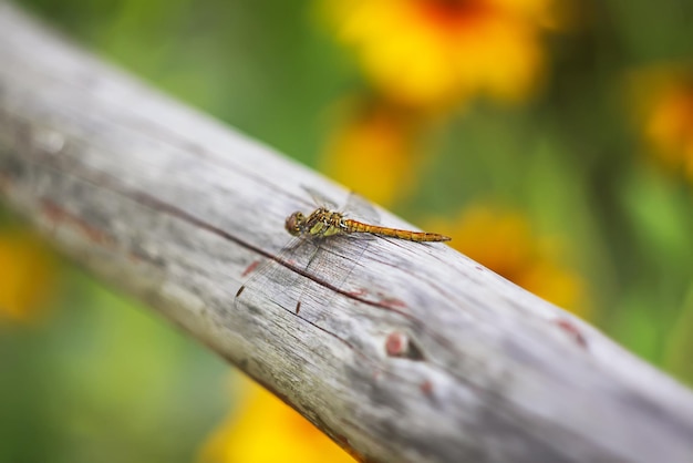 Pequena libélula na vara de madeira em um parque no verão