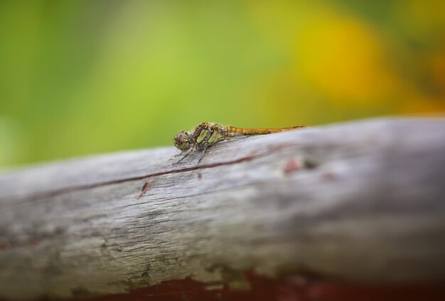 Pequeña libélula en palo de madera en un parque en verano
