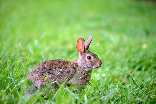 Pequeña liebre gris comiendo hierba en el campo de verano Conejo salvaje en la naturaleza