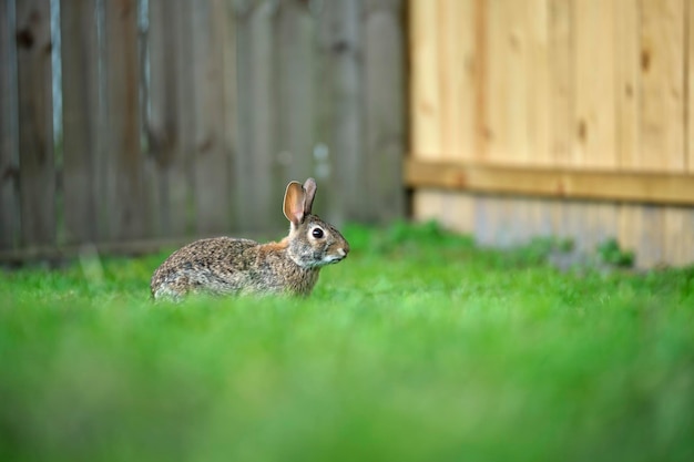 Pequeña liebre gris comiendo hierba en el campo de verano Conejo salvaje en la naturaleza