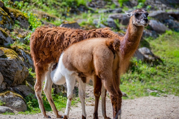 Pequeña llama bebe leche materna Cachorro de llama bebe leche Llama amarilla alimenta a su cachorro en las montañas de Perú