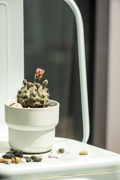 Una pequeña maceta blanca con un pequeño cactus de barril