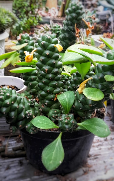 una pequeña maceta de cactus verde con un cubo blanco.