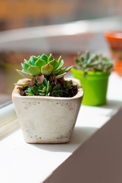 Pequeña maceta de decoración en una ventana