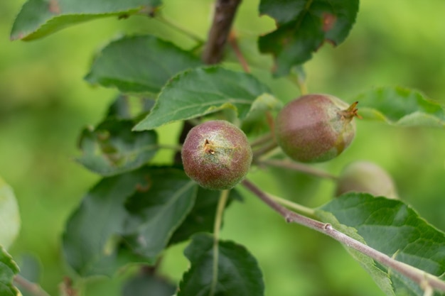 Foto pequena macieira maçãs jovens verdes em um galho