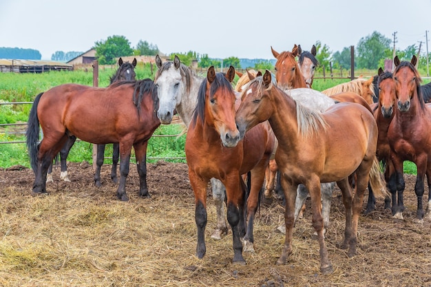 Una pequeña manada de caballos jóvenes camina alrededor del patio de caballos en un brillante día de verano