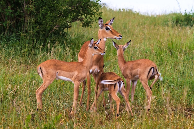 Pequeña manada de impalas. Tarangire, Tanzania