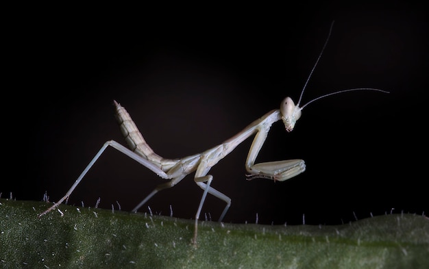 pequeña mantis en un hábitat nativo