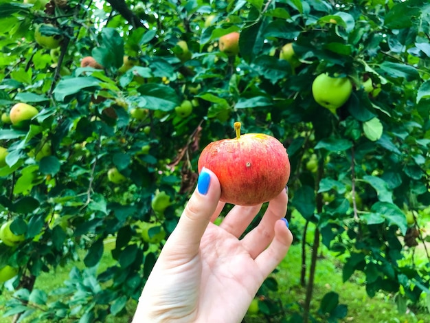 Una pequeña manzana roja en manos de una chica con una manicura azul, la manzana colgaba de una rama