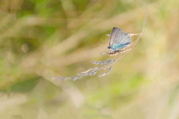 Pequeña mariposa se asienta sobre un césped.