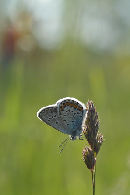 Pequeña mariposa azul común de cerca en la naturaleza