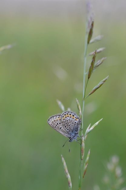 Pequeña mariposa azul y gris en la naturaleza de cerca