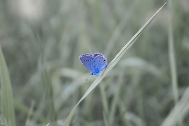 Una pequeña mariposa azul en la hierba