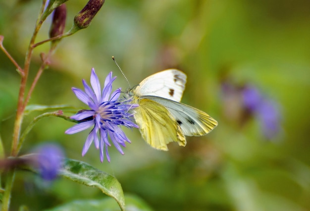 Pequeña mariposa blanca Pieris rapae recoge néctar de una flor lila