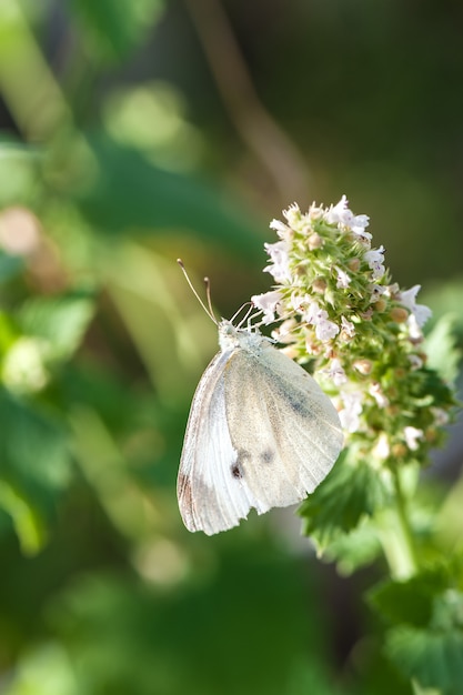 Pequeña mariposa blanca sobre hoja verde