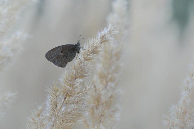 Pequeña mariposa de brezo en una planta esponjosa de cerca