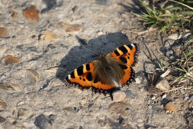 Pequeña mariposa de carey (Aglais urticae L.) descansando sobre un camino de hormigón en el sol de primavera