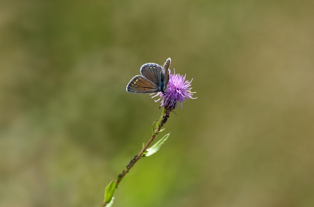 Pequeña mariposa de cobre en una flor rosa en un día soleado de verano