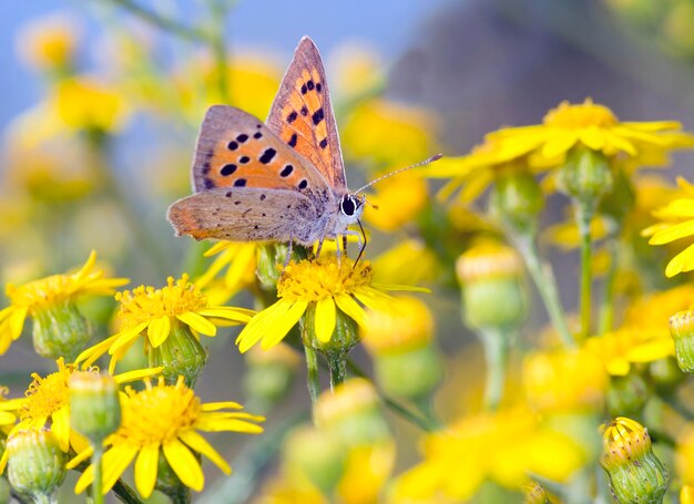 Foto pequeña mariposa de cobre lycaena phlaeas