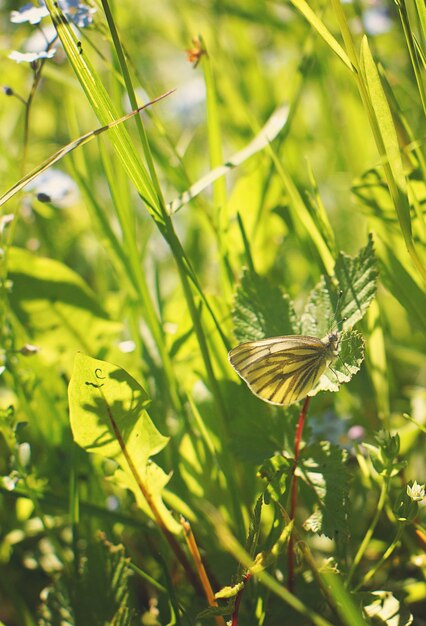 Una pequeña mariposa de col amarilla se escondió en la hierba.