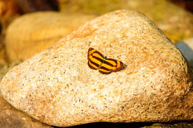 Una pequeña mariposa con una gran roca al fondo.