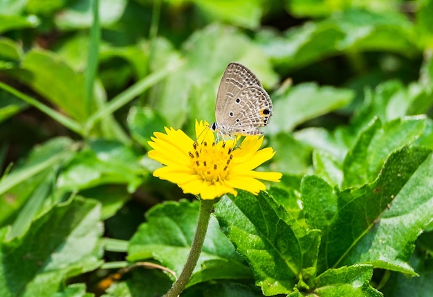 Pequeña mariposa gris con olor a polen flor amarilla