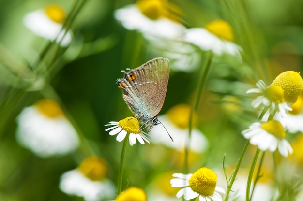 Pequeña mariposa hermosa en flor de manzanilla