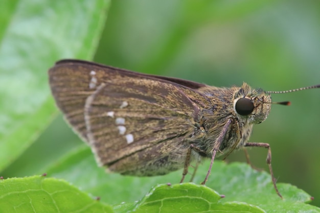 Foto pequeña mariposa en la hoja