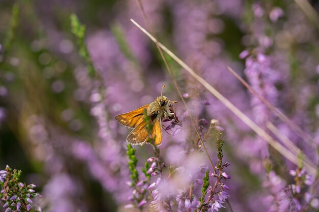 Pequeña mariposa linda recolecta polen de flores de brezo