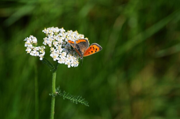 Pequeña mariposa manchada Lycaena phlaeas de cobre pequeño en una flor blanca en una mañana de septiembre