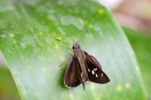 Pequeña mariposa marrón en hoja verde