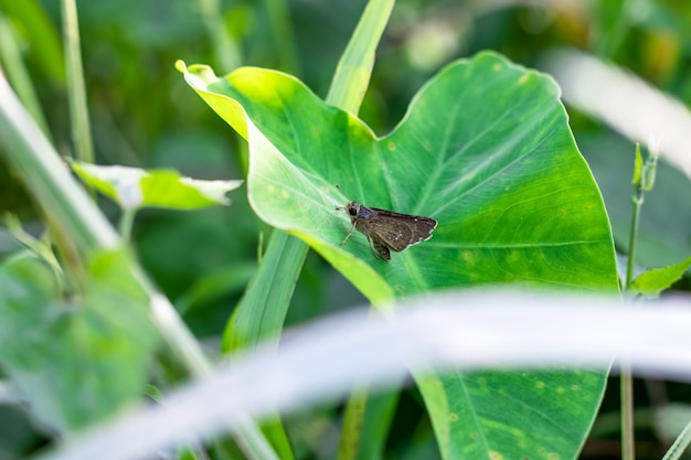 Una pequeña mariposa marrón sentada sobre una hoja de taro en la selva