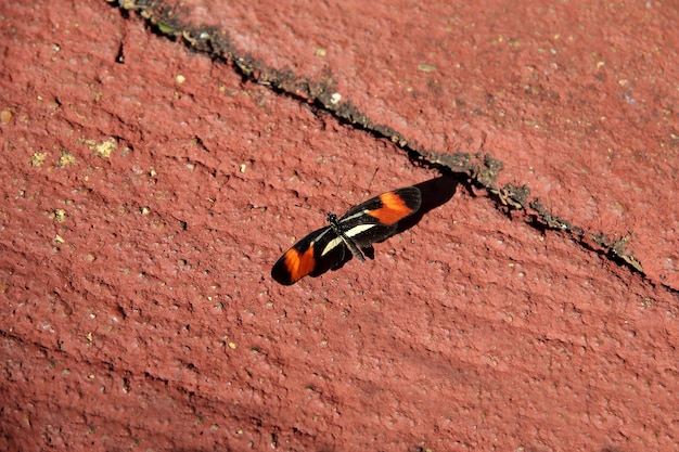 Pequeña mariposa naranja y negra con detalles blancos