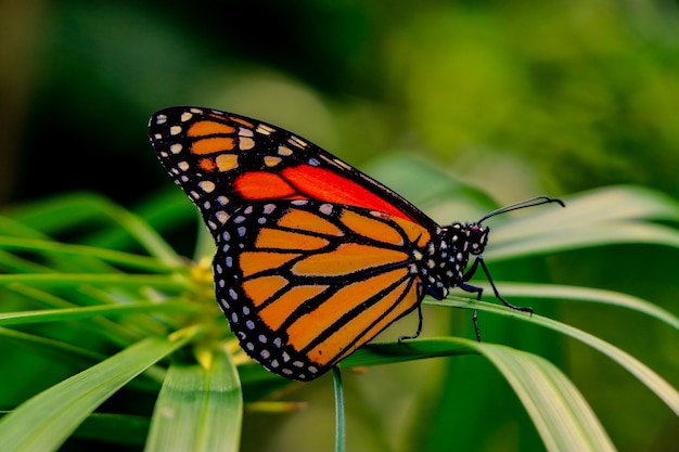 pequeña mariposa posada sobre una hoja verde del jardín