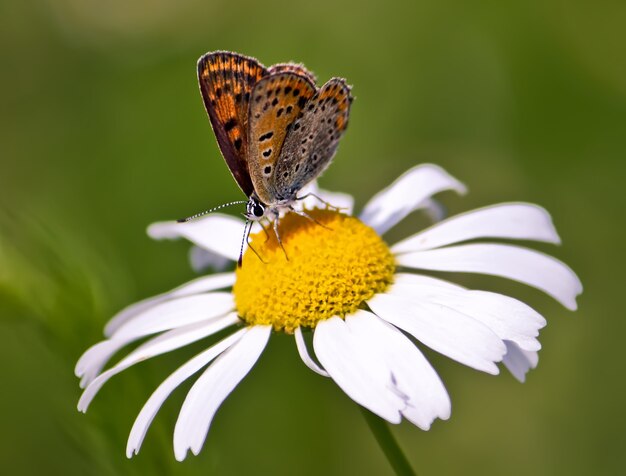 Pequeña mariposa sentada en flor en el campo de verano