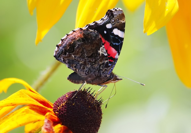 Pequeña mariposa sentada en flor en el campo de verano