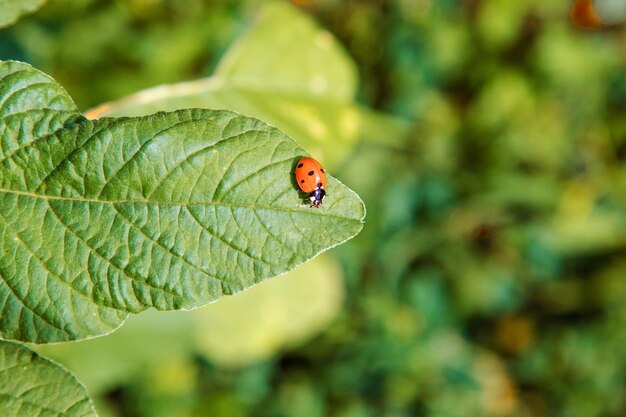Foto pequeña mariquita insecto se sienta en una hoja verdexa