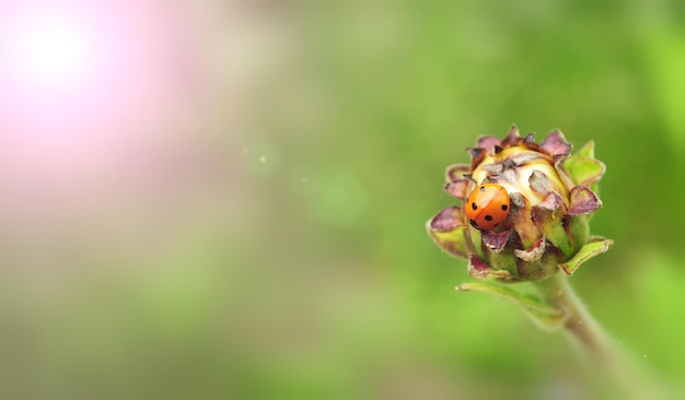 Una pequeña mariquita roja grande se sienta en un capullo cerrado flor zinnia banner ancho horizontal rayos de sol día de primavera enfoque selectivo suave desenfoque de fondo borroso espacio libre para texto macrofotografía