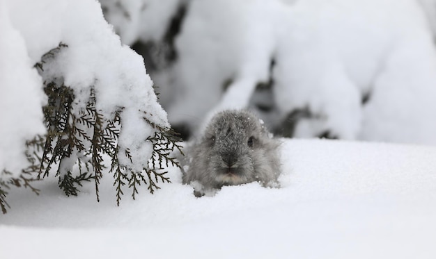 pequena marmota na neve